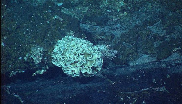 Гігантські амеби на дні западини 